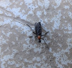 Plecia ruficollis