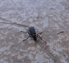 Plecia ruficollis