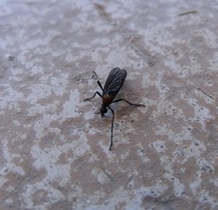 Plecia ruficollis