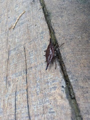 Gasteracantha diardi