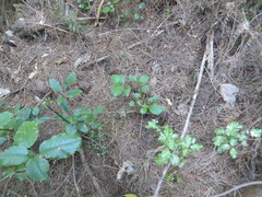 Griselinia littoralis