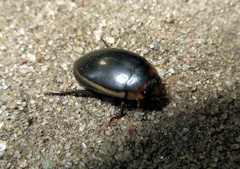 Hydaticus seminiger
