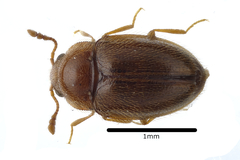 Symbiotes gibberosus