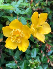 Hypericum patulum