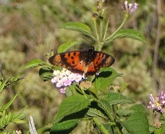 Acraea acara