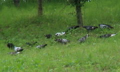Columba livia domestica