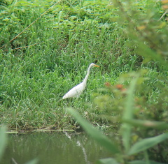 Ardea alba
