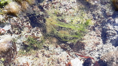 Chaetomorpha aerea