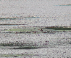 Tachybaptus ruficollis