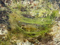 Chaetomorpha aerea