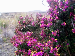 Chaetolepis lindeniana