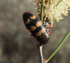 Castiarina simulata