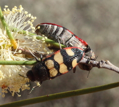Castiarina simulata
