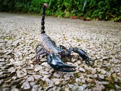 Heterometrus spinifer