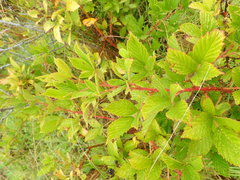 Rubus ostryifolius