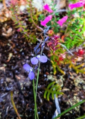 Comesperma defoliatum