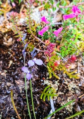 Comesperma defoliatum