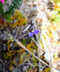 Comesperma defoliatum
