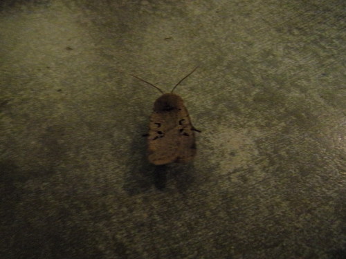 Conistra rubiginosa