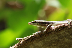 Trachylepis sechellensis