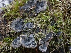 Peltigera extenuata