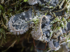 Peltigera extenuata