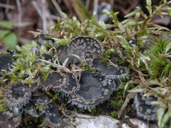 Peltigera extenuata