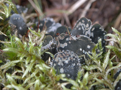 Peltigera extenuata