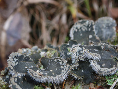 Peltigera extenuata
