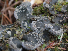 Peltigera extenuata