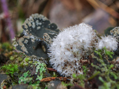 Peltigera extenuata