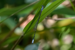 Labidiosticta vallisi