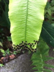 Zygaenoidea