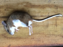 Peromyscus arcticus