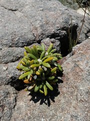 Oldenburgia intermedia