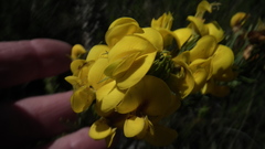 Cyclopia pubescens