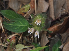 Lepidagathis incurva