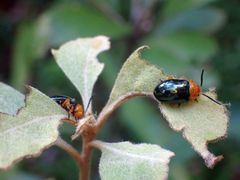 Lamprolina simillima