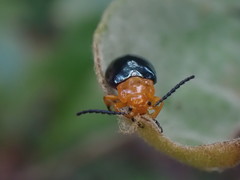 Lamprolina simillima