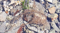 Gracilariaceae