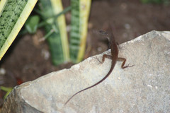 Anolis luciae