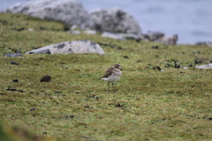 Charadrius bicinctus exilis