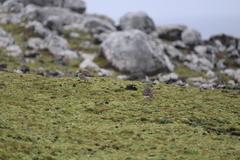 Charadrius bicinctus exilis