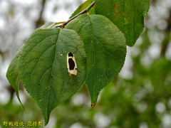 Thysanoptyx incurvata