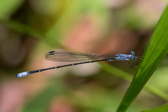 Labidiosticta vallisi