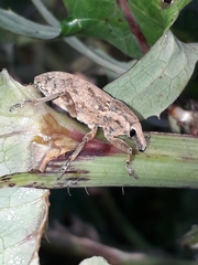 Temnorhinus mendicus