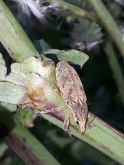 Temnorhinus mendicus