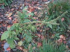 Comanthosphace formosana