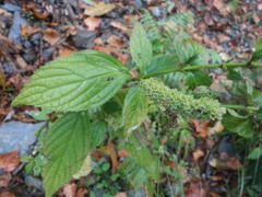 Comanthosphace formosana