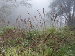 Comanthosphace formosana